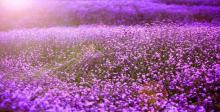 昆山金华花海8