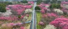 黄桥梅花园2