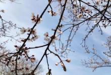 阳山桃花岛景观公园15