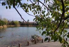 阳山桃花岛景观公园17