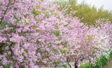 阳山桃花岛景观公园1