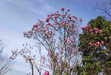 阳山桃花岛景观公园14