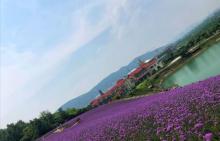雪浪山薰衣草园9