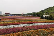 雪浪山薰衣草园16