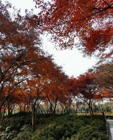 蠡湖大桥公园13