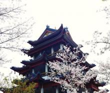 中日樱花友谊林6
