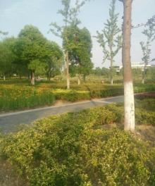 九里河湿地公园10