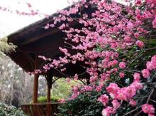 城市绿谷景区8