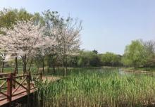 梁鸿湿地公园16