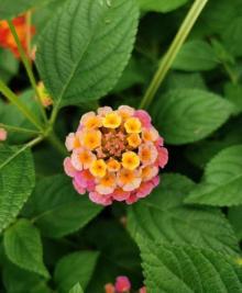 桂花公园9