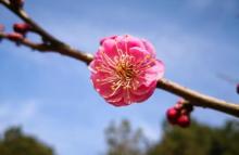青枫公园20