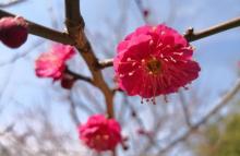 青枫公园22