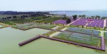 西京湾花海5