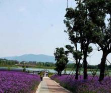 西京湾花海6