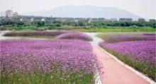 西京湾花海7