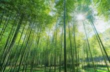 太华山省级森林公园7