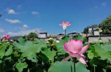 山下阳村7
