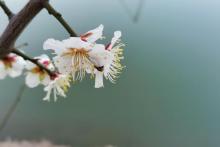 芜湖六郎湿地花海9