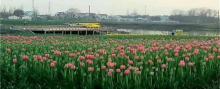 芜湖六郎湿地花海28