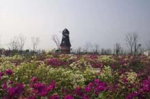 芜湖六郎湿地花海14