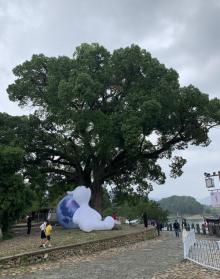 古樟树群10