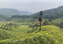 灵山梯田3