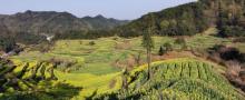 灵山梯田5