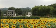 蜀源村8