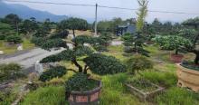 腾头园林(浙江基地)2