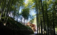 炉岙村2