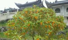 东狮山景区5