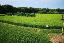 稻草农业公园8