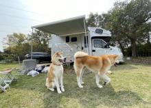 闲云森林迷宫・野奢露营地3