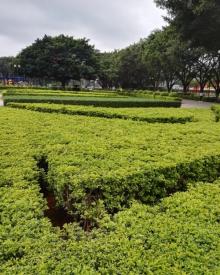 虎门公园8