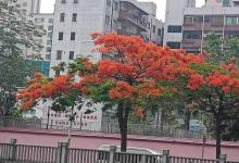虎门公园25