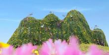 小榄菊花会9