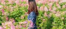 小榄菊花会11