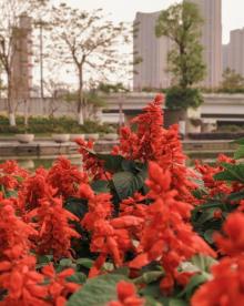 千灯湖公园北区3