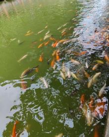 鼎湖山21
