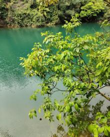 鼎湖山23