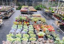 肉嘟嘟多肉植物园(番禺广场)1