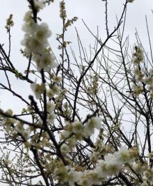 石马桃花公园2