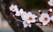 梅花谷1