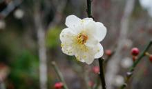 梅花谷2