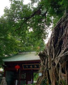 海幢寺9