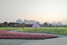 二沙岛宏城公园23