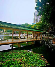 秀全公园11