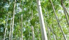 北迹露营1号露营地12