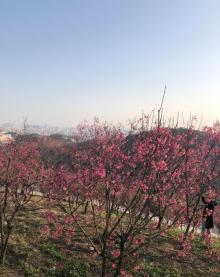展旗峰生态公园13