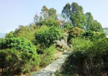 龙眼洞森林公园3